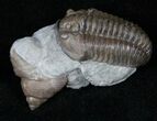 , D Flexicalymene Trilobite With Gastropod #13163-1